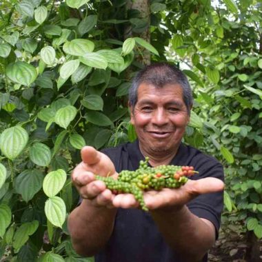 En el Putumayo, productores de pimienta certificaron sus predios en Buenas Prácticas Agrícolas