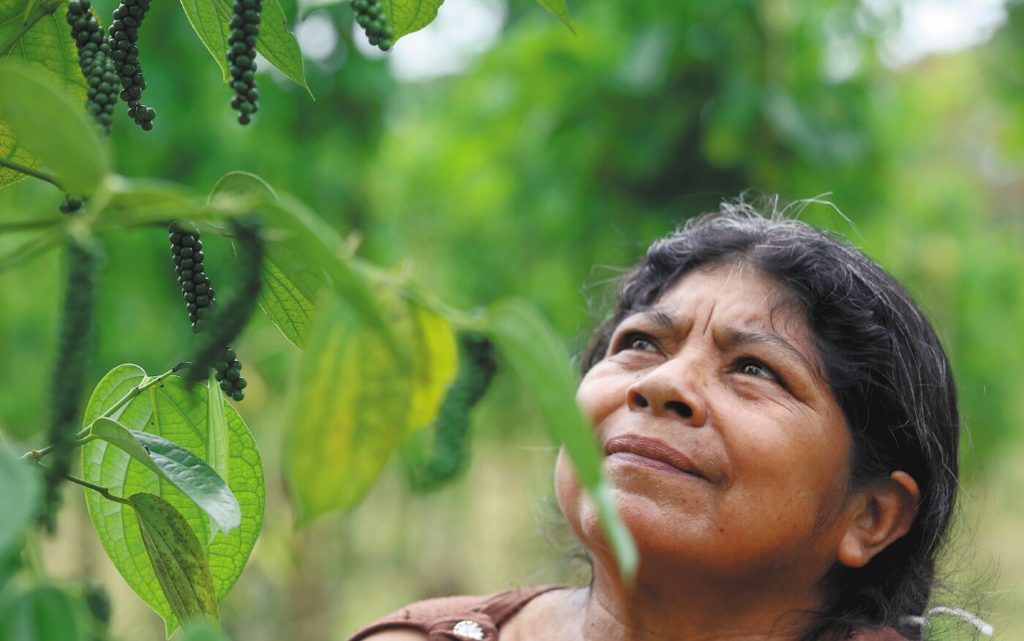 La pimienta es el camino a casa