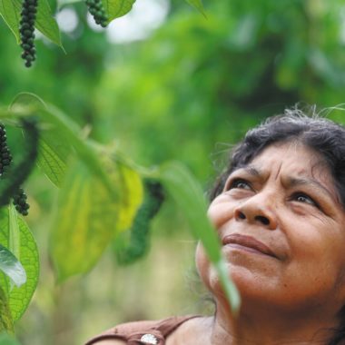 En el Putumayo, productores de pimienta certificaron sus predios en Buenas Prácticas Agrícolas